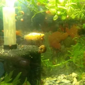 не дорог меченосец