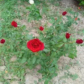 Чорная роза