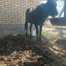 Яш гунажынлар