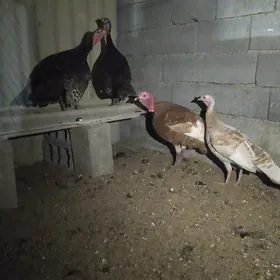 ORGİNAL OWGAN İNDUK YUMURTGA