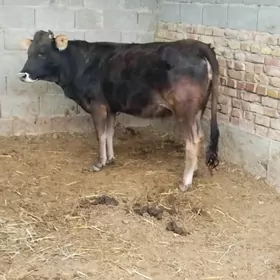 AGYR BOGAZ SIWES TUWE