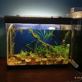 akwarium аквариум