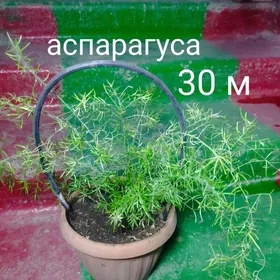 ЦВЕТЫ КОМНАТНЫЕ!!!!