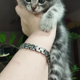 Продам котят