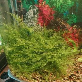 мох в аквариум