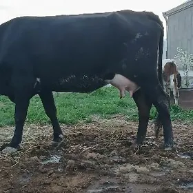 Gibirit goleli sygyr