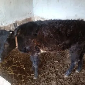 окузче пародыны