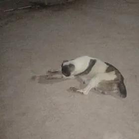 copan it abmen bayes juje bile