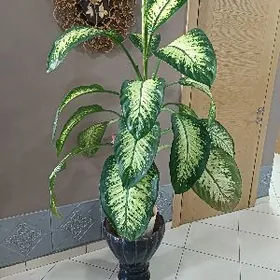 Дифенбахия