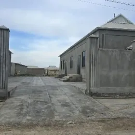 Mary welayat  Murgap Satlyk j