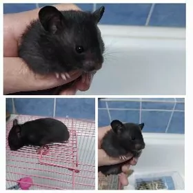 домашние ручные хомяки