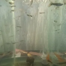 Аквариумные рыбки.БЕСПЛАТНО!