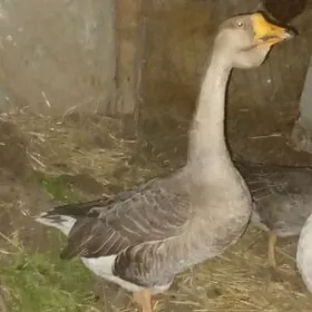 gus gaz гусь газ