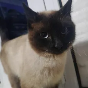 Siyamiski erkek pisik