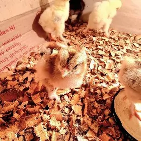 brama jujeler broyler