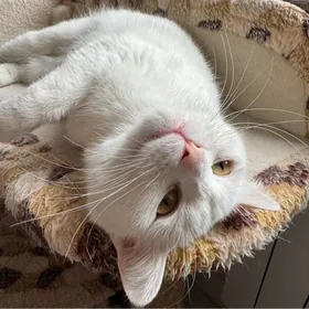 в добрые руки