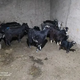 екиз овлаклы гечи