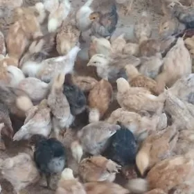 ORGİNAL TEJEN JÜÝJE