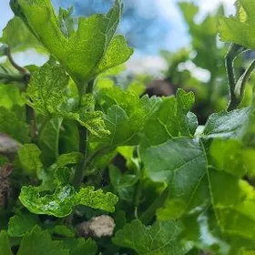 Gokdepede  islejek oglon gerek