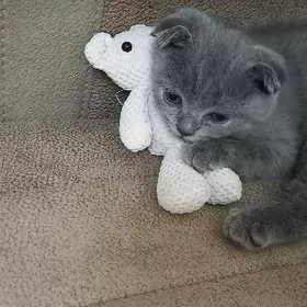 шотландский котенок