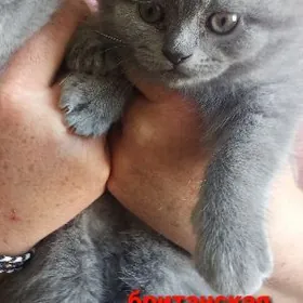 британ.шатланд.котёнок