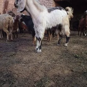 Pakistan teke höwür üçin