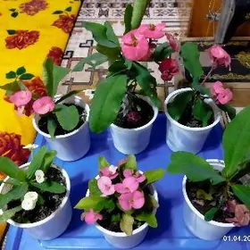 КОМНАТНЫЕ ЦВЕТЫ.