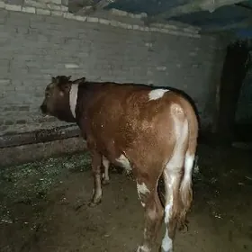 bakyda duran okurler