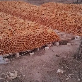 mekge towuk juyje iym