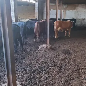 bakylan okuzler we sygyrlar