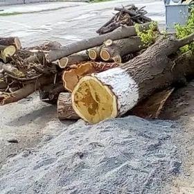 Agaç bag kesçançi uly kiçi