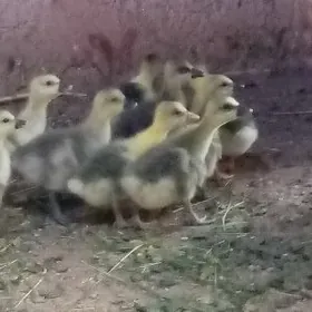 indautga gus martin jüýje