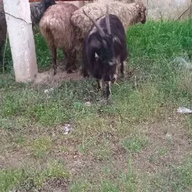 Issek we goyun  geçi