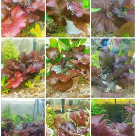 аквариумные растения