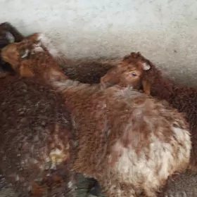 işşek-tokly Anew Magtymguly