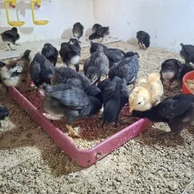 Jüýje Ataks we dominant