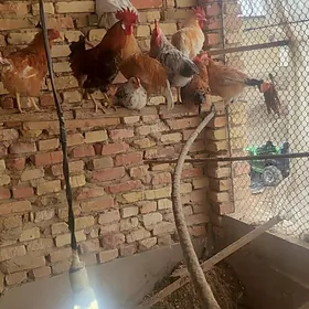 horaz 11 aylyk yasajyk