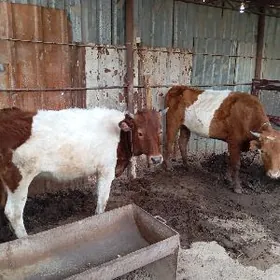 Göleli sygyr satlyk