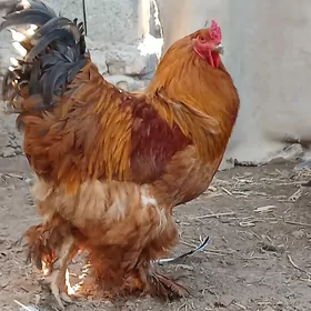 Brama towuk yumurtga