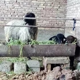 Goýun Gurat Ekiz Guzuly