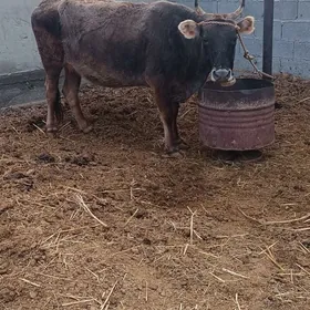 7 aýlyk boğaz sygyr