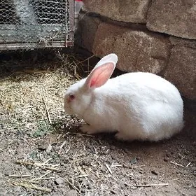 кролик