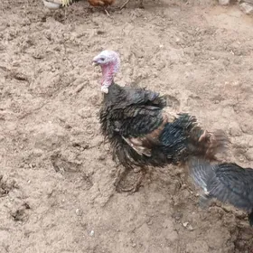 индюк эркек