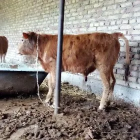 Tohum Şiwet we Gibrit Öküzler