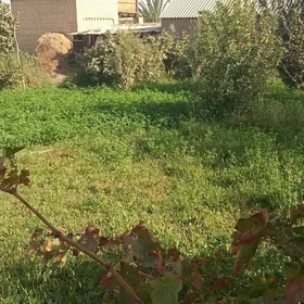 mary gres micurin daça