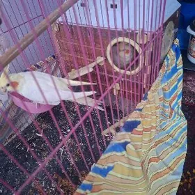 popugay попугай