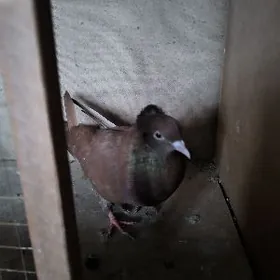 ️Kepderi️Голуби️