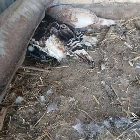 курк индуклар