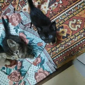 отдам котят, срочно