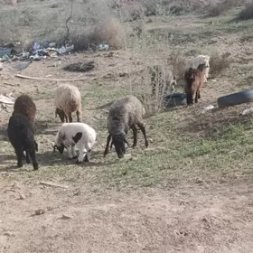 kuzuly koyun we geciler